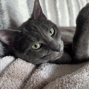 Fundraising Page: Lisa Castellino